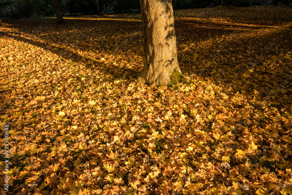 tree trunk cast shadow near sunset on the fall leaves filled ground tree trunk cast shadow near sunset on the fall leaves filled ground