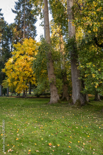 tall trees with yellow leaves in the park with grass filled with fall leaves