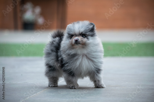 pomerania hembra azul mirlo