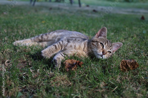 cute striped cat in the grass in the garden
