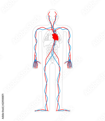 Circulatory system. Heart and blood vessels. Aorta and artery Human anatomy. Internal organs. Systems of man body and organs. vector illustration