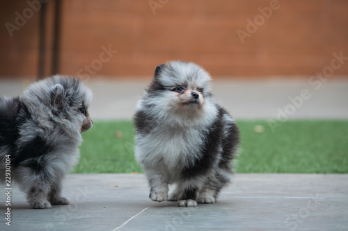 pomerania hembra azul mirlo