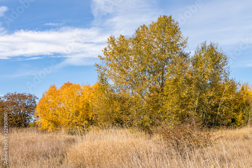 trees with yellow leaves on an open filed under blue sky on an autumn sunny day