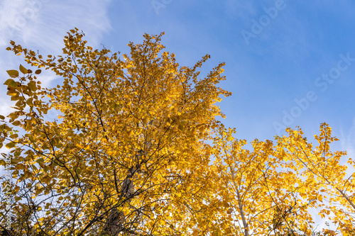golden leaves on the trees under the blue sky