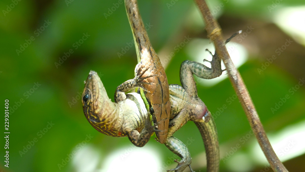 Narrow headed vine snake (Oxybelis aeneus) with its prey lizard in the forest of Costa Rica