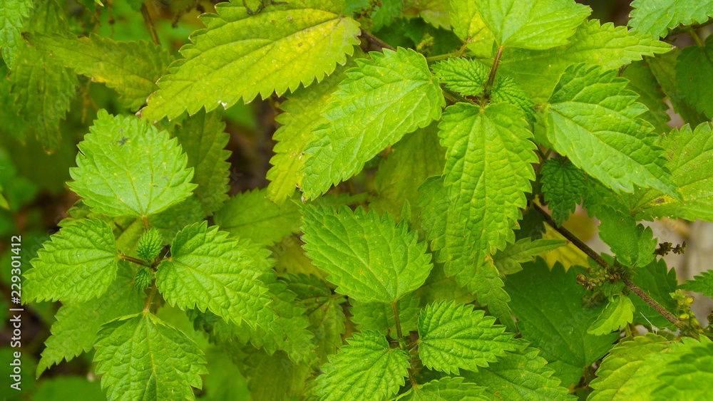 Thickets of stinging nettles.The view from the top. Thickets of stinging nettles.The view from the top.