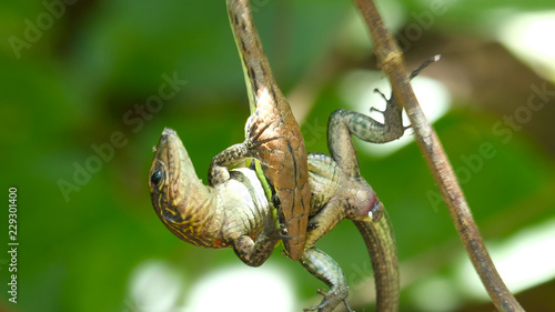 Narrow headed vine snake (Oxybelis aeneus) with its prey lizard in the forest of Costa Rica