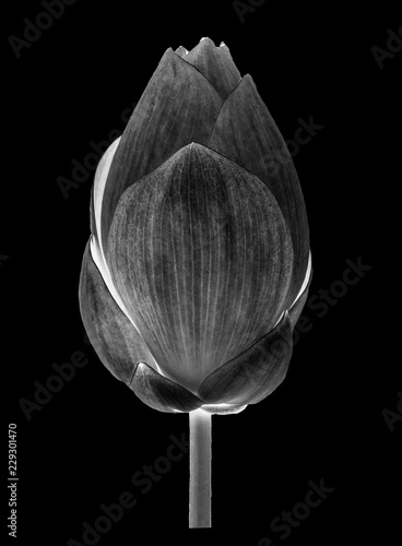 lotus flower white and black isolated on white background