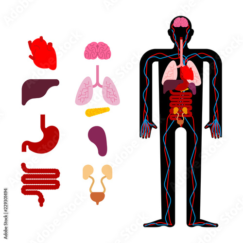 Human anatomy organs Internal. Systems of man body and organs. medical systems. vector illustration