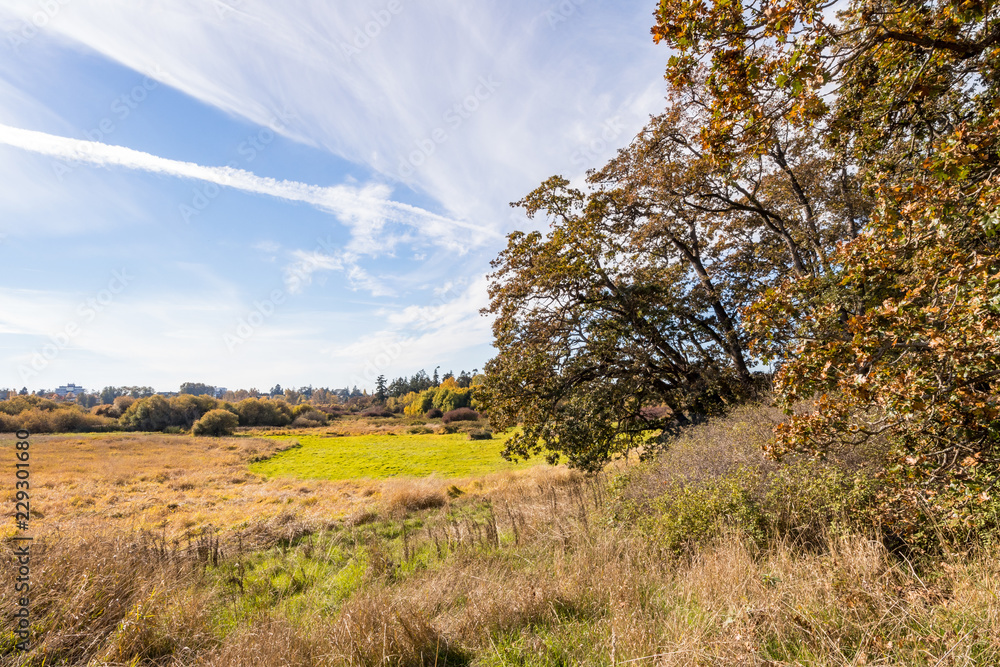 open field under the cloudy blue sky filled with Autumn colour open field under the cloudy blue sky filled with Autumn colour