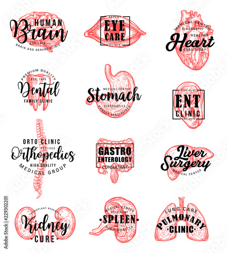 Human organs and bones sketch and lettering