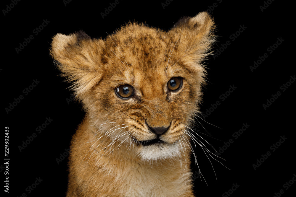 Fototapeta premium Zabawny portret Cute Lion Cub z ciekawy twarzy na białym na czarnym tle, widok z przodu