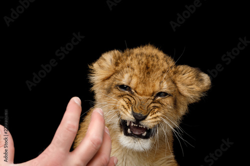 Portrait of Frightened Lion Cub With grin face hissing at human hand Isolated on Black Background © seregraff