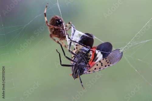 Spotted Lantern Fly Trapped in Orb Weaver Spider Web photo