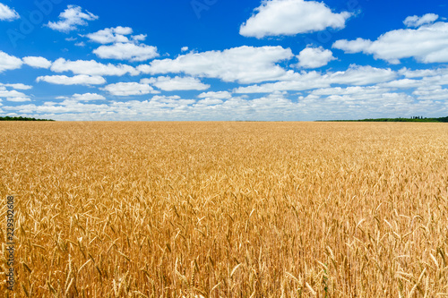 Field of the ripe yellow wheat under blue sky and clouds
