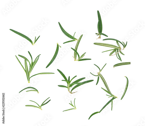 fresh rosemary isolated on white background top view