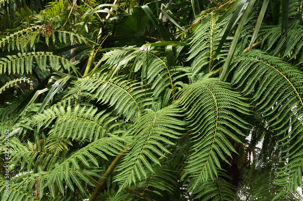 Foliage of fern.