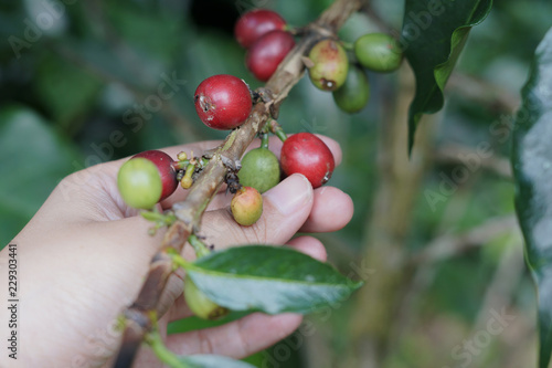 Coffee berries bean on coffee tree with hand.