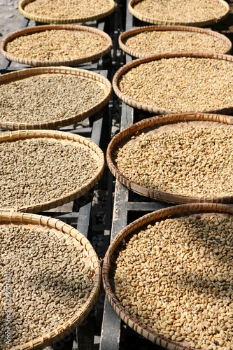 Close up of Kopi Luwak Coffee beans in various stages of the coffee making process drying in the sun in Magelang, Indonesia