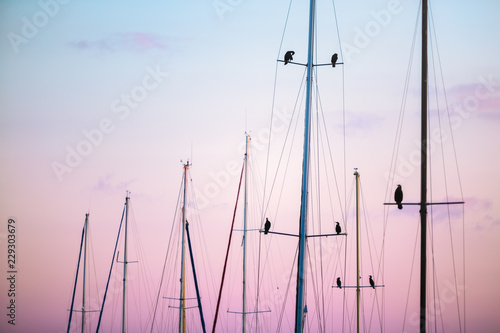 Birds resting on Sailboat Masts at Dusk photo