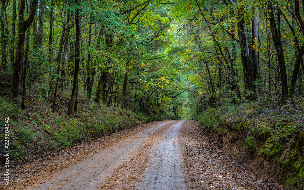 Fototapeta premium country dirt road