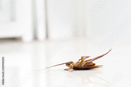 Dead cockroach on floor , pest control concept