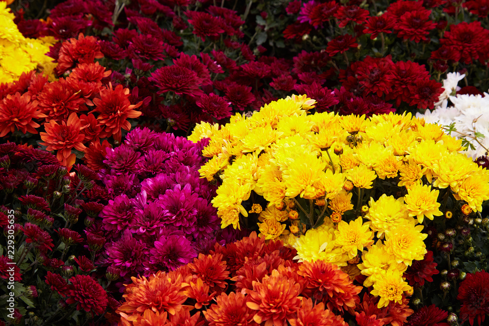 Chrysanthemum flowers as a background close up. Pink and purple Chrysanthemums. Chrysanthemum wallpaper. Floral background. Selective focus. Chrysanthemum flowers as a background close up. Pink and purple Chrysanthemums. Chrysanthemum wallpaper. Floral background. Selective focus.