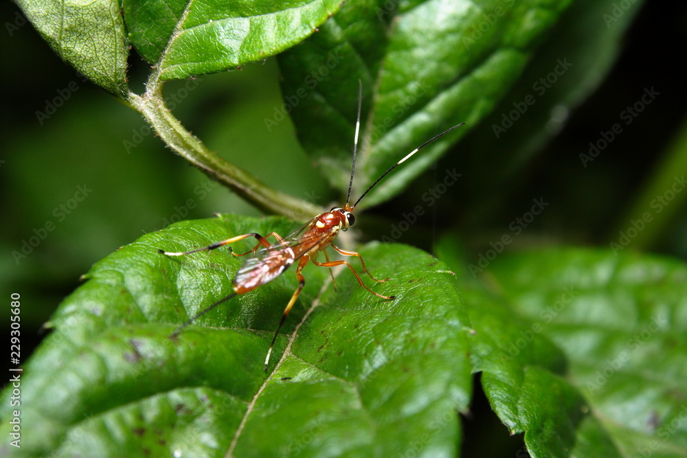 Orange Caterpillar Parasite Wasp 'Netelia producta' Orange Caterpillar Parasite Wasp 'Netelia producta'