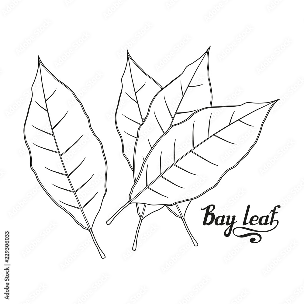 Obraz premium hand drawn bay leaf, spicy ingredient, bay leaf logo, healthy organic food, spice bay leaf isolated on white background, culinary herbs, label, food, natural healthy food, vector graphic to design