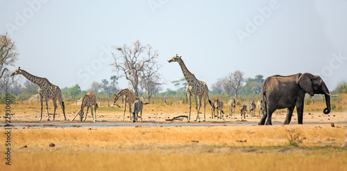 Beautiful African scene with Giraffes, Zebra and Elephant drinking from a waterhole in Hwange National Park, with a natural blue sky and bushveld background. photo