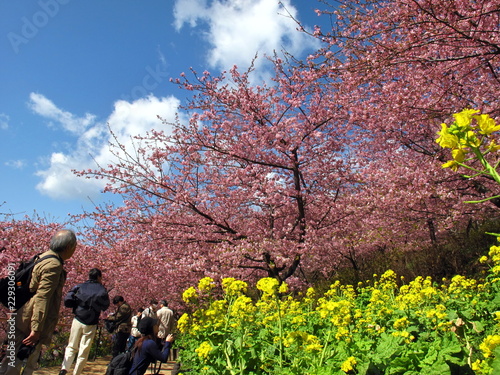 Japan Cherry Blossom or Sakurapeople enjoy seeing Japan Cherry Blossom or Sakura in the park