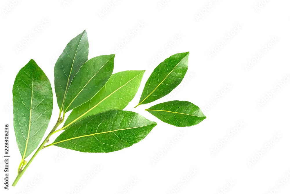 An overhead photo of bay leaves, green laurel twig and two leaves. Bay branch isolated on white. Place for text, copyspace. An overhead photo of bay leaves, green laurel twig and two leaves. Bay branch isolated on white. Place for text, copyspace.