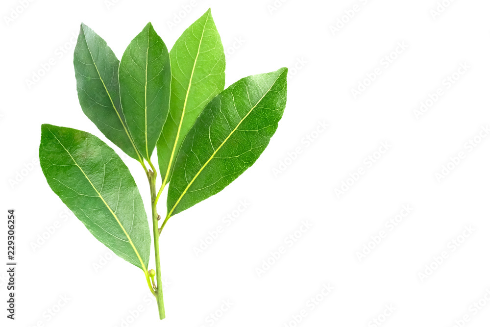 An overhead photo of bay leaves, green laurel twig and two leaves. Place for text, copyspace. Bay branch isolated on white. An overhead photo of bay leaves, green laurel twig and two leaves. Place for text, copyspace. Bay branch isolated on white.