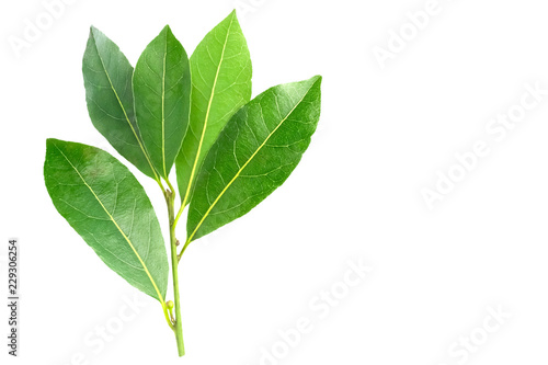 An overhead photo of bay leaves  green laurel twig and two leaves. Place for text  copyspace. Bay branch isolated on white.