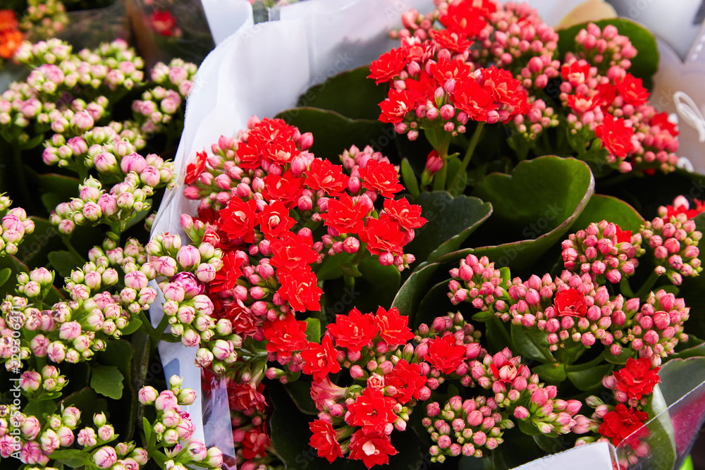 Mix of begonias. Begonia flowers in pots 