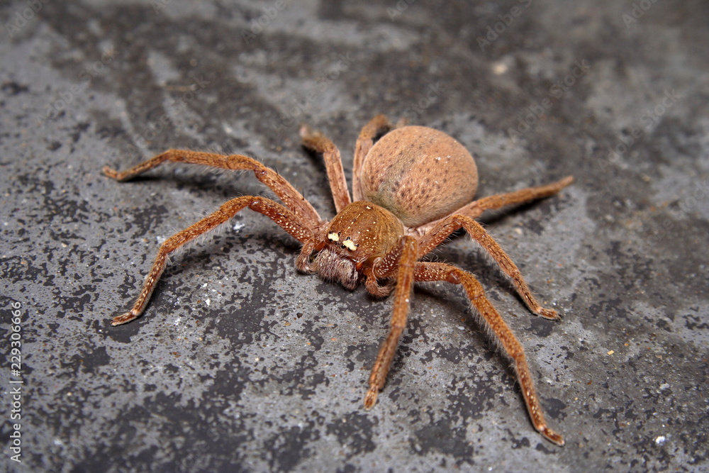 Badge Huntsman Spider 'Neosparassus diana' Badge Huntsman Spider 'Neosparassus diana'
