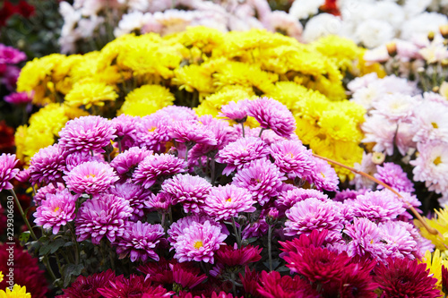 Chrysanthemum flowers as a background close up. Pink and yellow Chrysanthemums. Chrysanthemum wallpaper. Floral background. Selective focus.