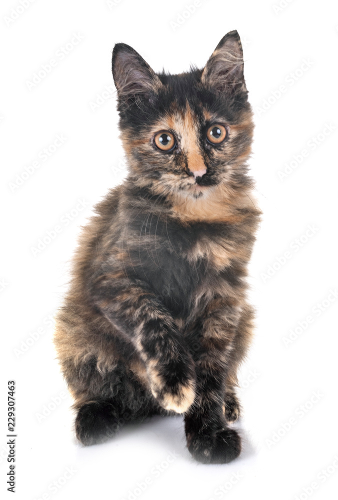 Fototapeta premium kitten in studio