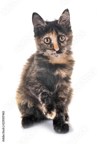 kitten in studio photo