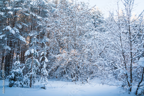 Beautiful winter scenery with forest full of trees covered snow © keleny