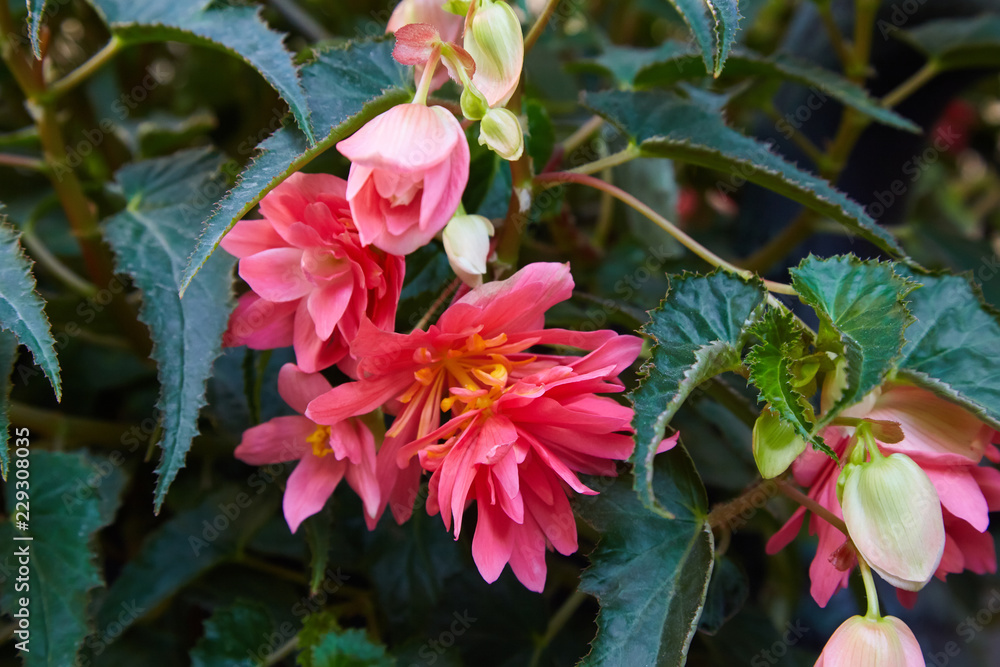 Blooming pink flowers of potted Begonia Boliviensis in the garden