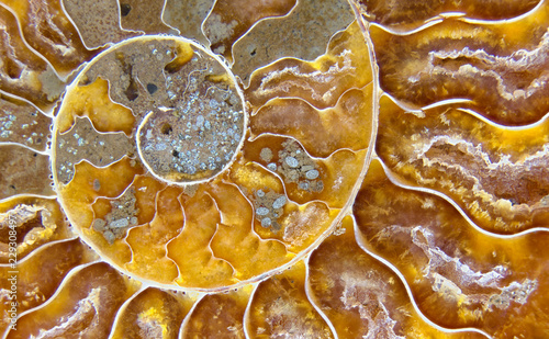 Closeup macrophotograph of a fossil ammonite shell (Cleoniceras cleon) from the Mid Cretaceous geologic period (~110 million years ago or mya) showing the intricate coils and chambers of the internal structure of the invertebrate. photo