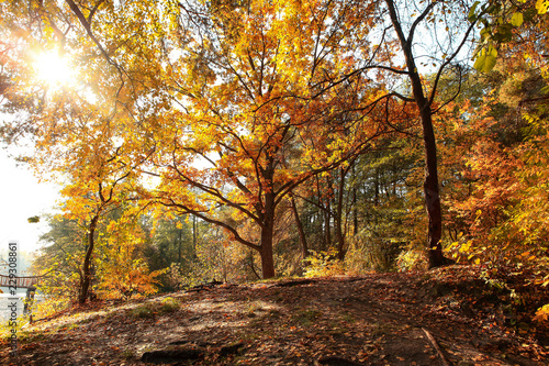 Fototapeta Naklejka Na Ścianę i Meble -  incredibly beautiful autumn forest landscape
