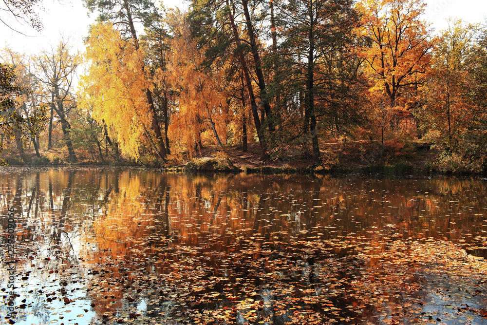 incredibly beautiful autumn forest landscape with a lake