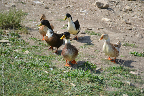 colorful ducks walking on the shore of the pond  photo