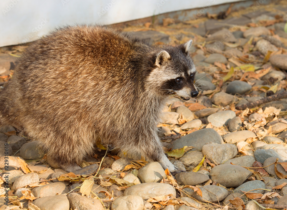 Raccoon. the American raccoon is a carnivorous mammal. The fur of the animal  is characterized by density and splendor, color gray-yellow. Raccoon  stripes on the face has a kind of
