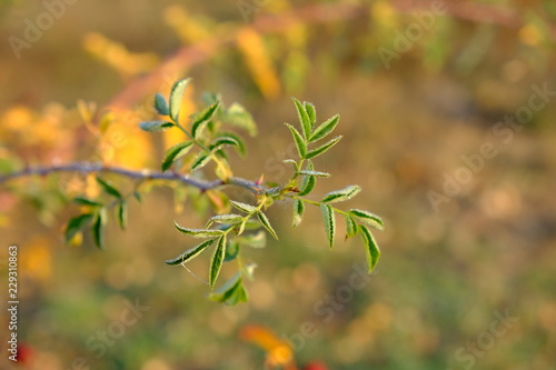 green branch