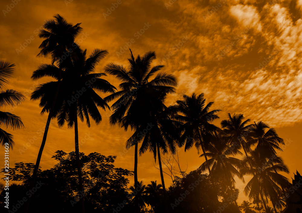 Obraz premium Black silhouette of coconut tree on sunrise background.