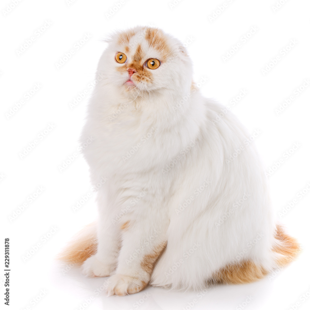 Close-up of Scottish Fold cat on a white background.