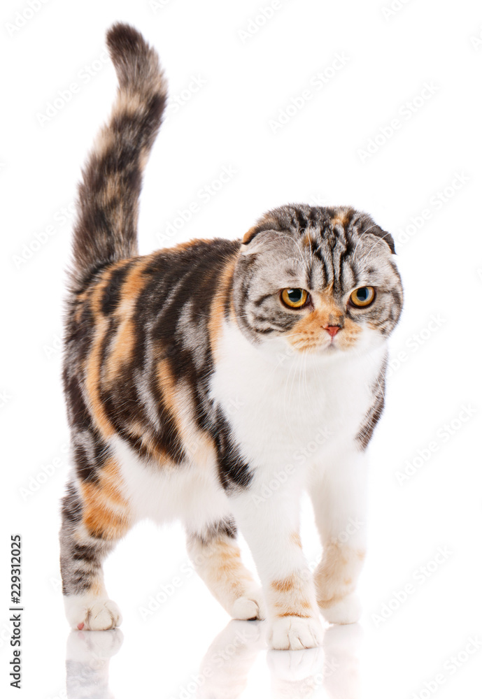 Cute thoroughbred cat on a white background.